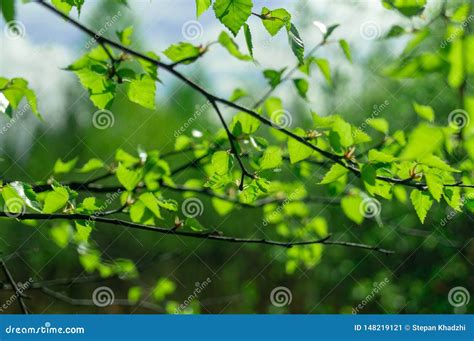 Green Foliage On Tree Branch Nature Background Stock Image Image Of