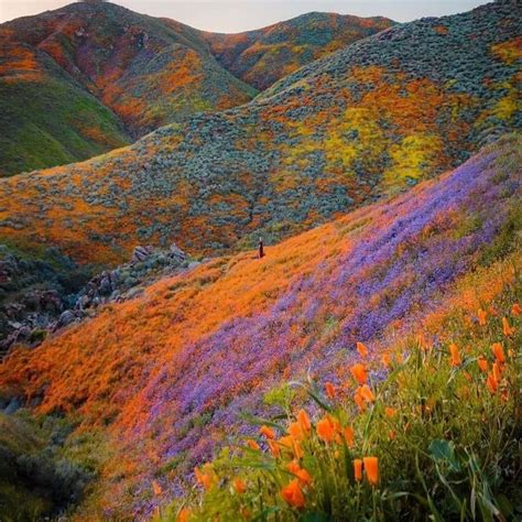 Pin By Christine Beasley On Flowers Beautiful Nature Valley Of