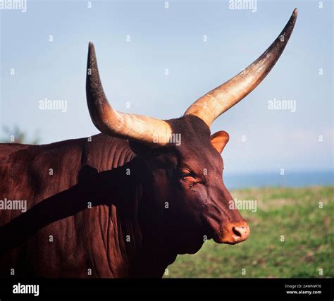 African Ankole Cattle Large Male Bull With Huge Horns Bos Tarus Stock