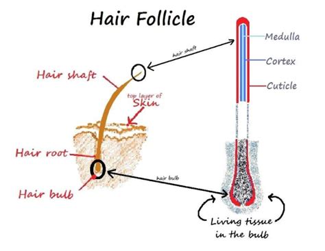 Perbedaan Bulu Dan Rambut Menurut Anatomi Biologi Struktur Dan Ahli