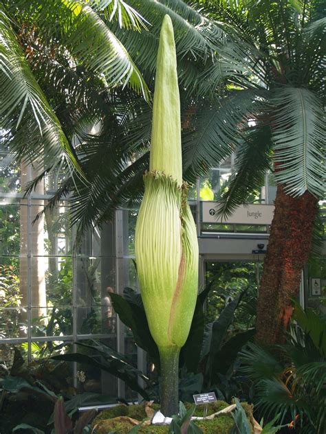 USBG Corpse Flower: July 20 – Geeky Girl Engineer