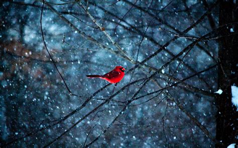 Free Download Red Bird In Snowflakes 1680x1050 For Your Desktop
