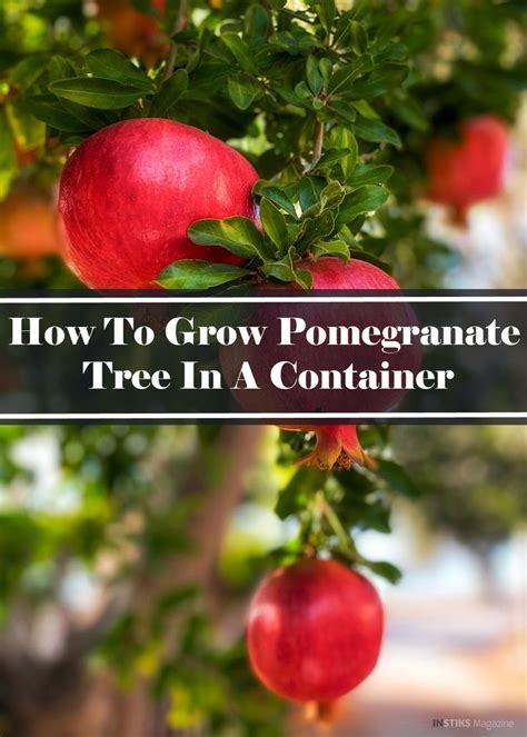 How To Grow Pomegranate Tree In A Container