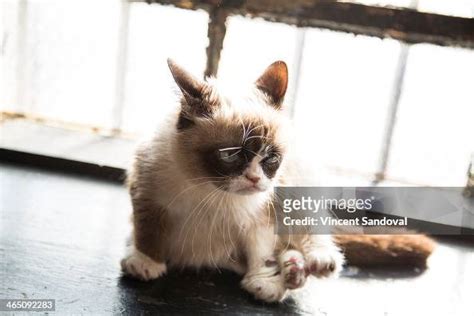 Grumpy Cat Attends The Internet Cat Film Festival World Tour News Photo Getty Images