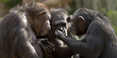 E se le scimmie fossero intelligenti quanto noi?