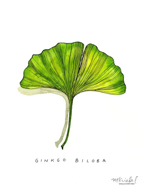 Ginkgo Biloba Leaf Watercolor Art Print Watercolor Art Prints Plant