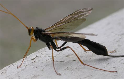 Bug Of The Month September 2010 Giant Ichneumon Whats