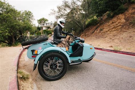 Dogs And Sidecars A Match Made In Motorcycle Heaven