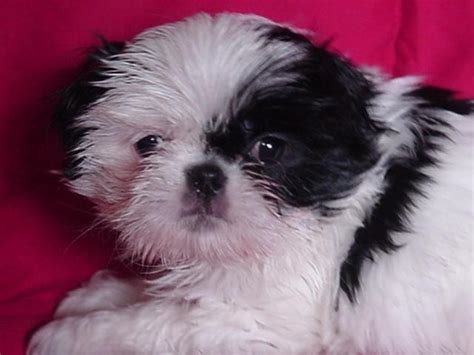Shih Tzu Japanese Chin Cross Puppies For Sale In Arlington