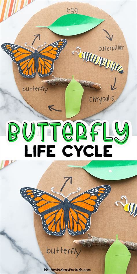 Butterfly Life Cycle Craft With Free Template The Best Ideas For