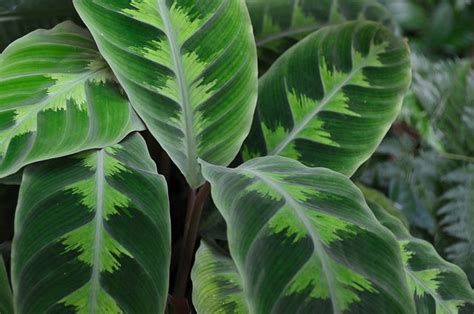 Tropical Plant Leaves By Kewl Via Flickr Plant Leaves Plants