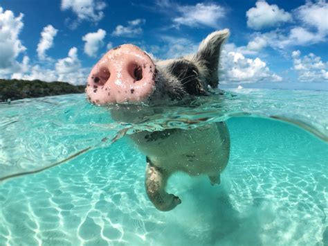 Freie kommerzielle nutzung keine namensnennung bilder in höchster qualität. Bahamas Schweine: Schwimmende Schweinchen am Traumstrand ...