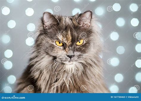 Funny Gray British Cat On A Light Background With Bokeh Stock Image