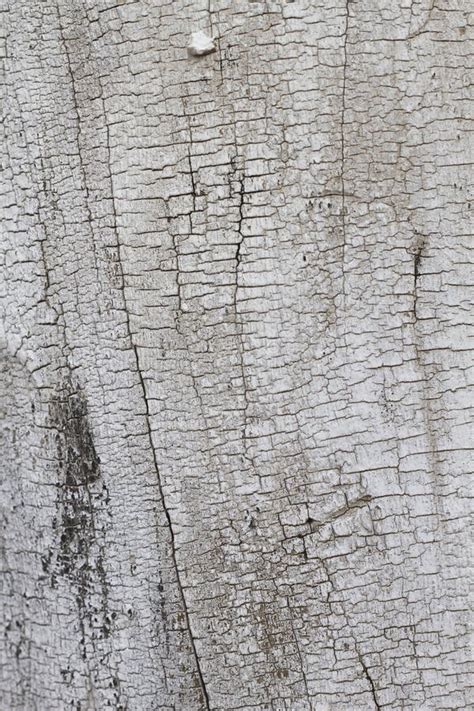 Tree Bark Texture Stock Photo Image Of Texture Tree 95768920