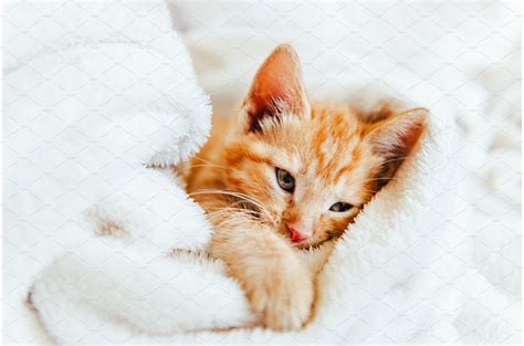 Cute Ginger Kitten Looks At Camera Animal Stock Photos ~ Creative Market