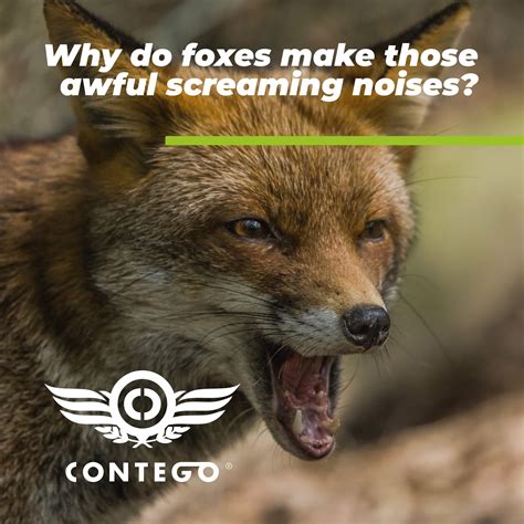 Why Do Foxes Make Those Awful Screaming Noises Contego Response