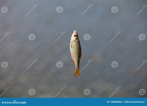 Small Live Fish Caught From A Lake Against A River Fish Hanging On A