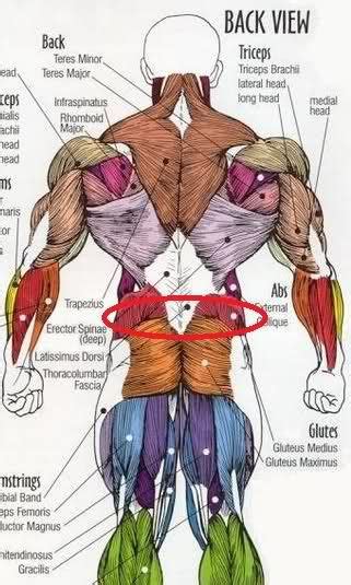Learn how to draw the lower back muscles by learning their form. 38 best Drawing muscle images on Pinterest | Human anatomy ...