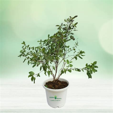 Tulsi Plant Pot Colour And Poly Bag White Pot Pot Size 10 Inch