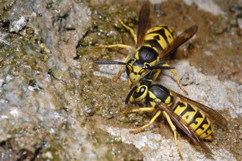 Vespula Pensylvanica Western Yellow Jacket Wasp