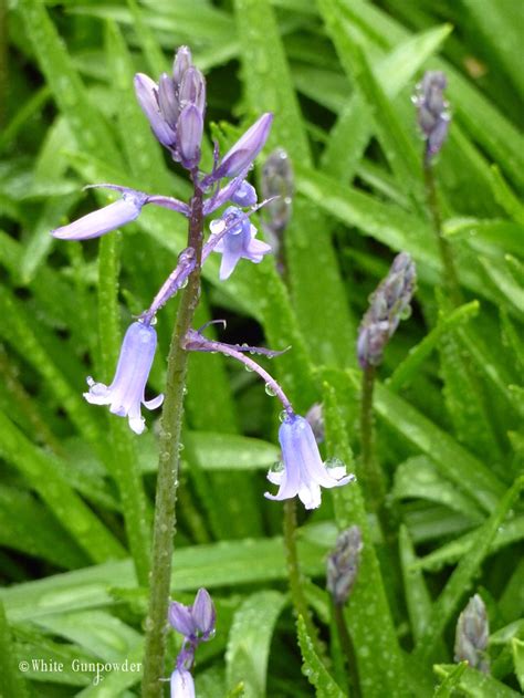 Learn more on our april birth flower page! April Showers Bring May Flowers …and a free Calendar ...