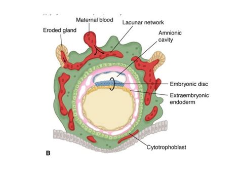 Implantation Embryologyandplacentaldevelopment Ppt