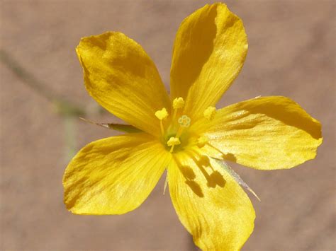 4 Petal Yellow Flower Best Flower Site