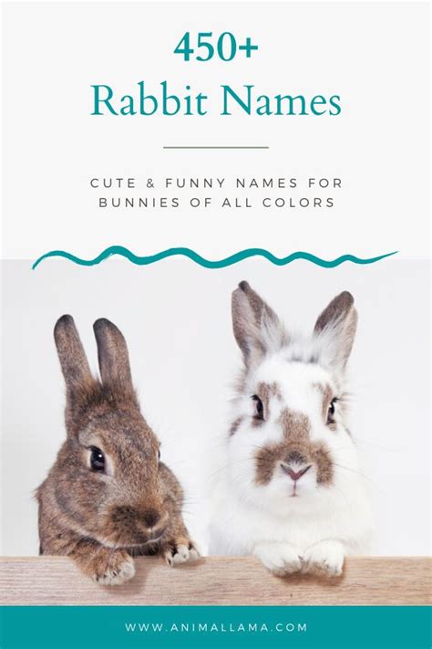 500 Cute Rabbit Names By Color Famous Bunny Characters Pet Bunny