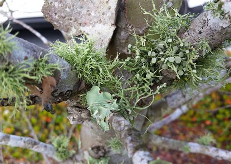 We did not find results for: Unusual lichen do not damage plant hosts | Mississippi State University Extension Service