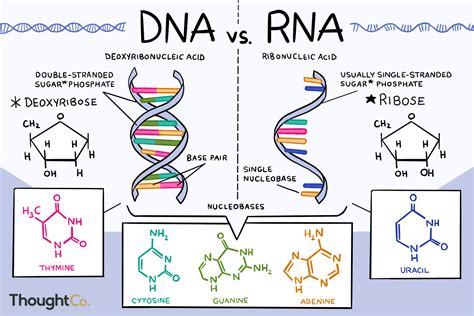 Dna Vs Rna Structure Hot Sex Picture