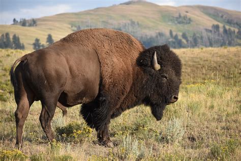 Demonstrate Your Support For Listing American Bison As A Species Of