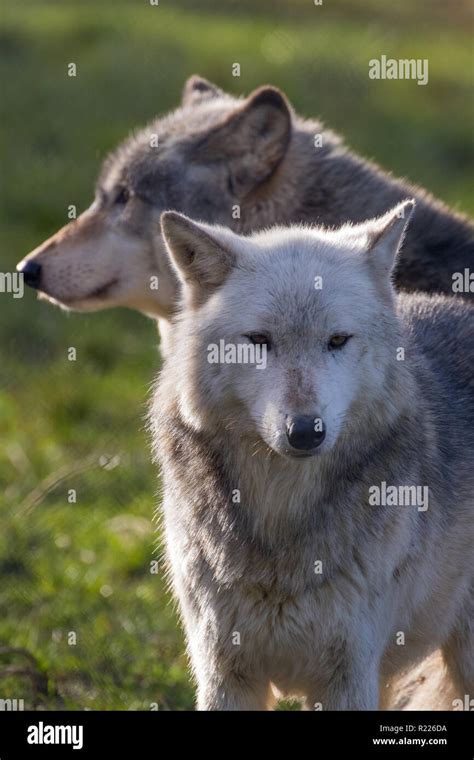 Wolf Canis Lupus Also Known As The Gray Wolf Timber Wolf Western