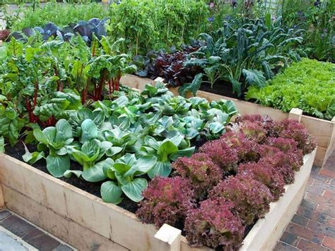 Best Vegetable Garden Layouts For Amazing Results