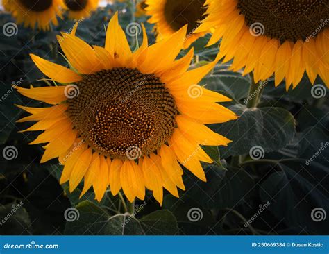 A Nice Sunflowers In A Field Stock Photo Image Of Seeds Nature