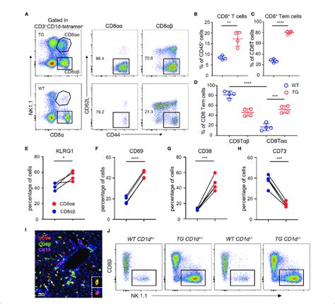 Hepatic Cd8aa T Cells In Tg Mice Are Terminally Differentiated T