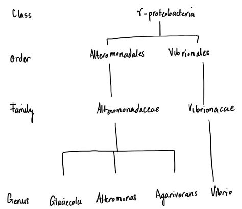 Solved How To Draw Up A Hierarchical Tree Diagram For 9to5science