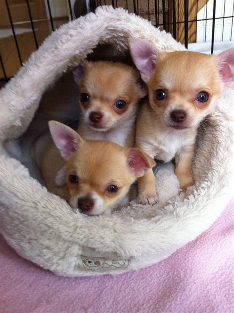 3 Precious Kc Reg Chihuahua Puppies For Sale Wigan