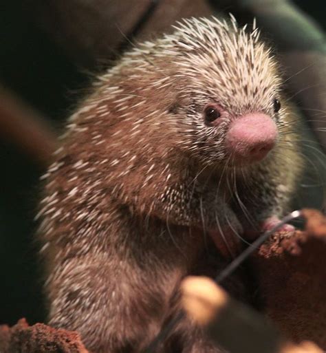 Prehensile Tailed Porcupette Gets Special Care At Cleveland Metroparks