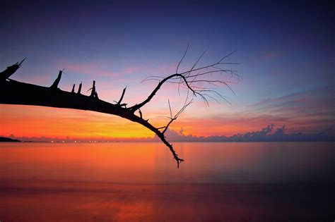Branches Embracing During Sunset Wallpapers Maxipx