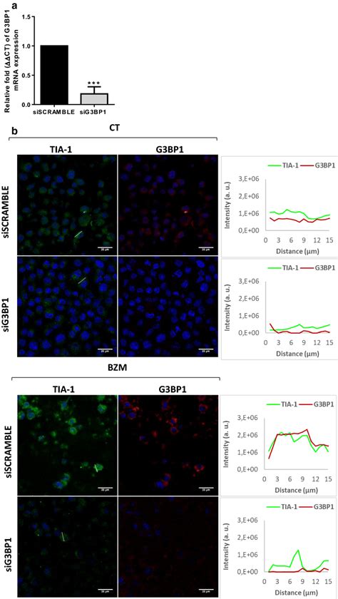 Knockdown Of G3bp1 Mrna By Sirna Reduces G3bp1 And Tia Protein