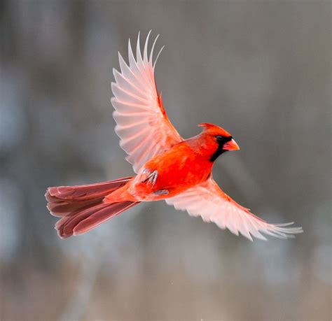 Male Northern Cardinal Flickr Photo Sharing