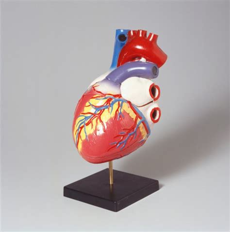 What Causes A Slightly Enlarged Heart
