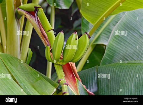 Musa X Paradisiaca Fotografías E Imágenes De Alta Resolución Alamy