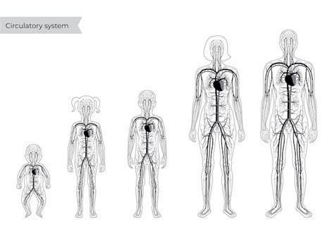 Anatomia Del Sistema Circulatorio Humano Vector Premium Images My Xxx