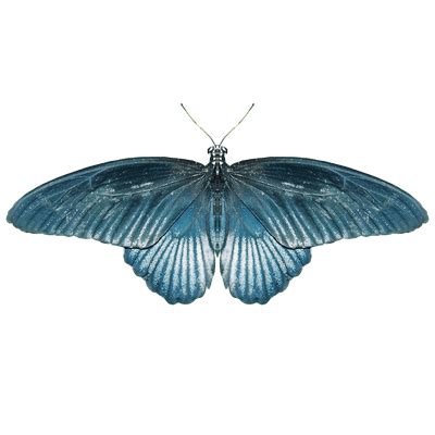 Grupo De Mariposas Azules Png Transparente Stickpng