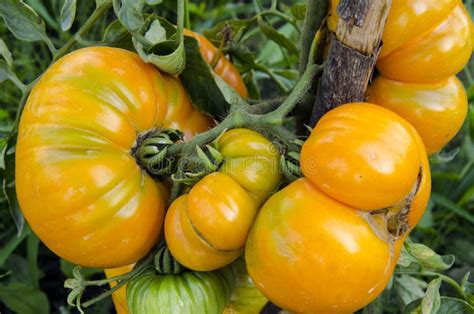 Orange Tomatoes Stock Image Image Of Garden Veggie 57793161