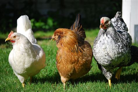 Why Raise Chickens In Your Backyard The Many Reasons Benefits Backyard Chickens Learn How