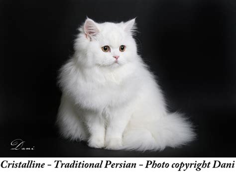 best pictures of cats and more traditional persian cat picture
