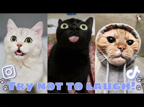 Try Not To Laugh Cat Edition Funny Cat Videos Youtube