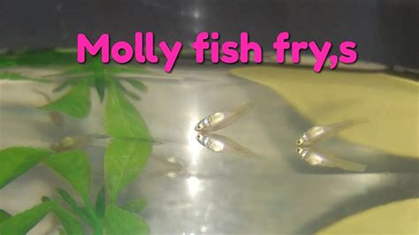 How To Care Molly Fish Frys Babies And Feed Molly Frys Feeding